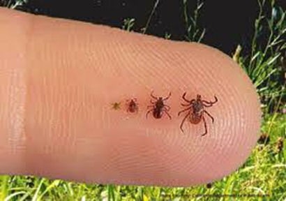 ticks on finger